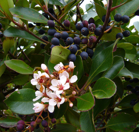 Plancia ëd Rhaphiolepis indica (L.) Lindl.