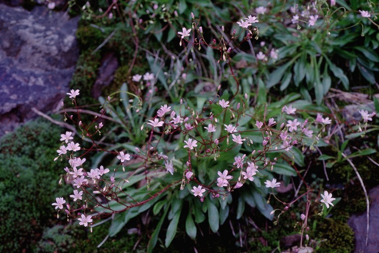 Image of Congdon's lewisia