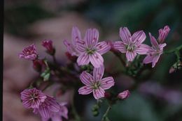 Image of Congdon's lewisia