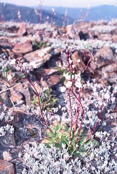 Image of Congdon's lewisia