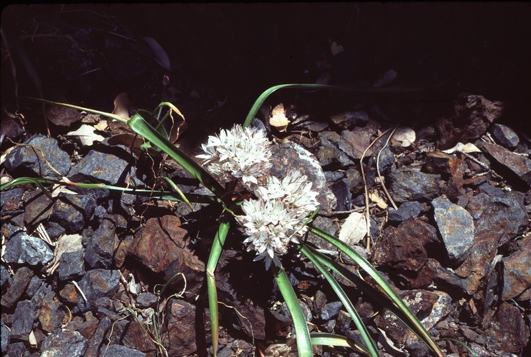 Слика од Allium yosemitense Eastw.