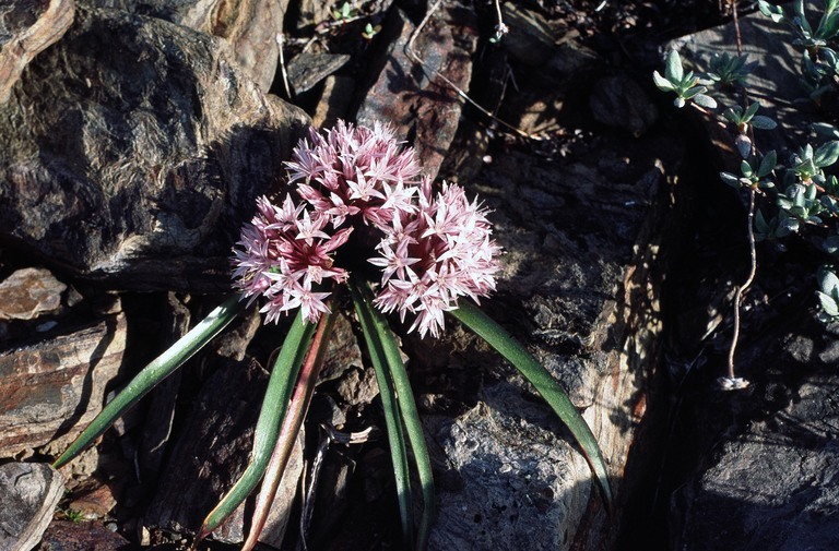 Слика од Allium yosemitense Eastw.