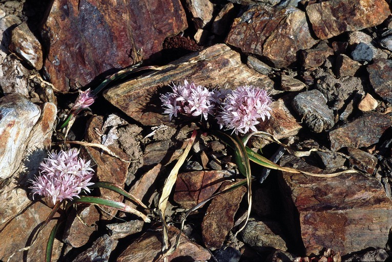 Слика од Allium yosemitense Eastw.