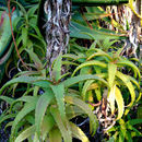 Aloe kedongensis Reynolds resmi