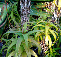 Aloe kedongensis Reynolds resmi