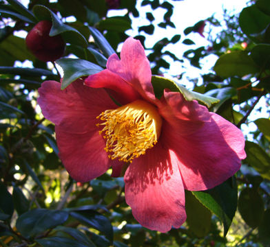 Image of camellia