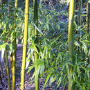 Image of running giant bamboo