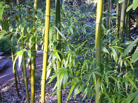 Image of running giant bamboo