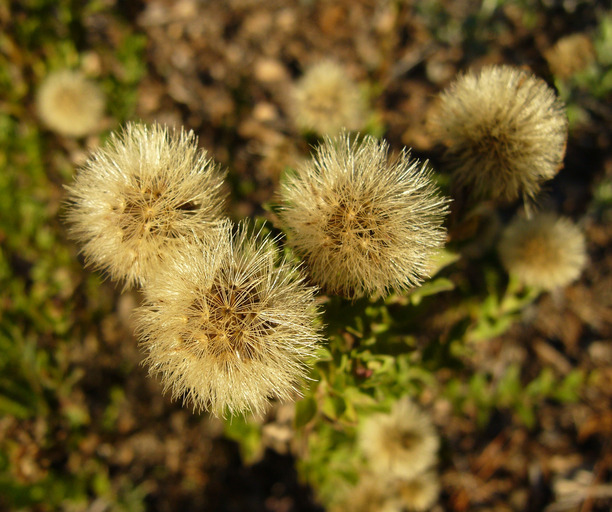 Image of European Michaelmas-daisy