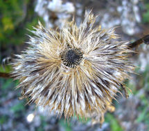 Image of Chapman's HOney Plant