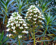 Echium decaisnei Webb & Berth.的圖片