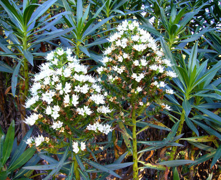 Слика од Echium decaisnei Webb & Berth.