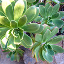 Image of Aeonium spathulatum (Hornem.) Praeger