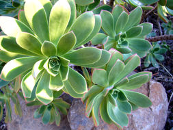 Image of Aeonium spathulatum (Hornem.) Praeger