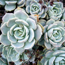 Echeveria multicaulis Rose resmi