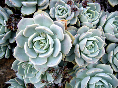 Image of Echeveria multicaulis Rose