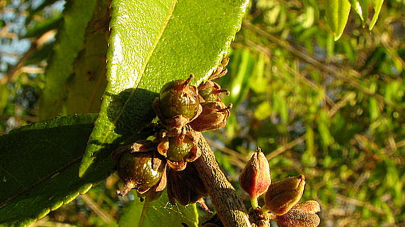 Image of Gia-Verde