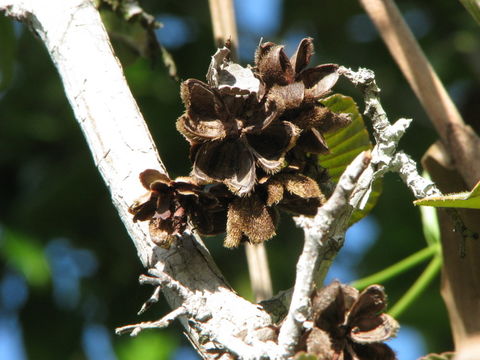 Image of Tetracera boomii Aymard