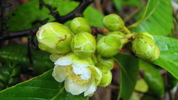 Image of Tetracera boomii Aymard