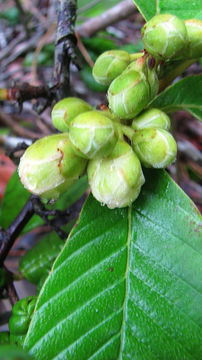 Image of Tetracera boomii Aymard