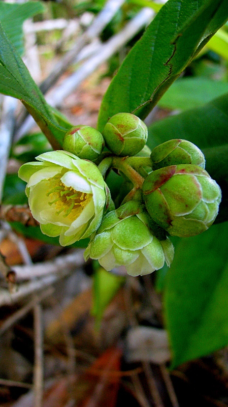 Image of Tetracera boomii Aymard