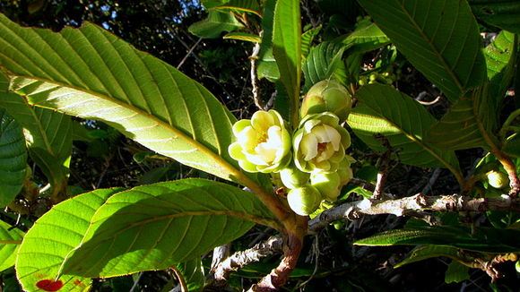 Image of Tetracera boomii Aymard