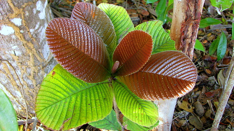 Image of Tetracera boomii Aymard