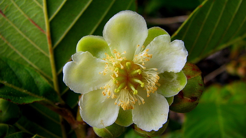 Image of Tetracera boomii Aymard