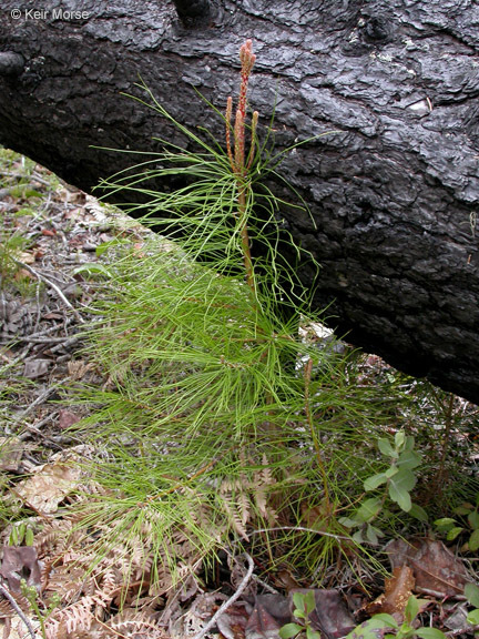 Pinus attenuata Lemmon的圖片