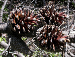 Pinus attenuata Lemmon的圖片