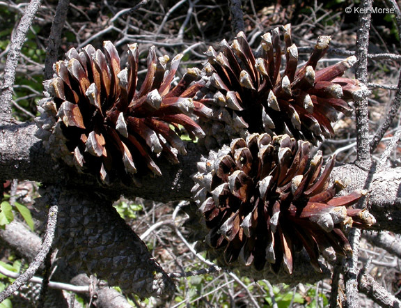 Pinus attenuata Lemmon的圖片