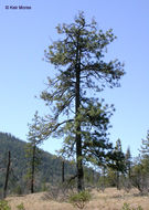 Image of Jeffrey Pine