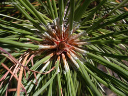 Image of Jeffrey Pine