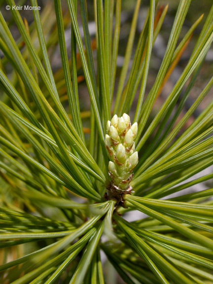 Image of sugar pine