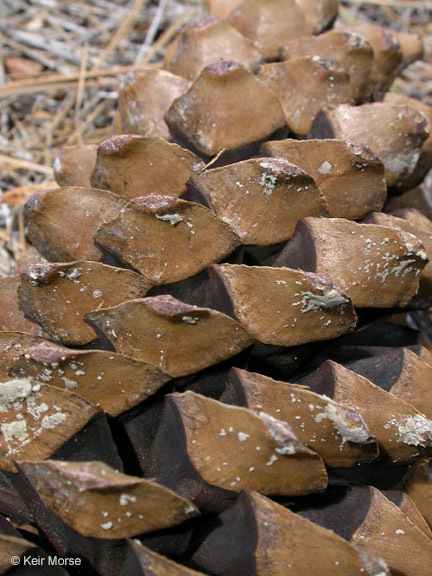 Image of sugar pine