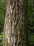 Image of Black Cottonwood