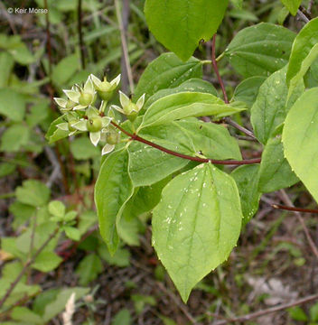 Image of Gordon's Mockorange