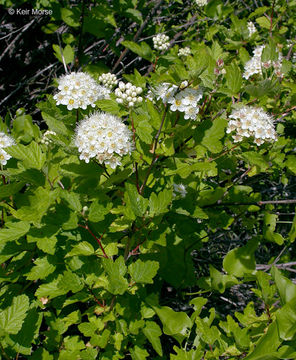 Слика од Physocarpus capitatus (Pursh) Kuntze