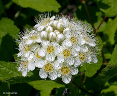 Image de Physocarpus capitatus (Pursh) Kuntze