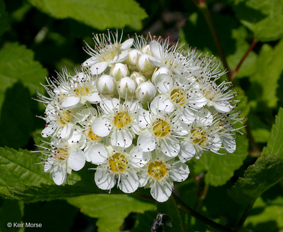 Plancia ëd Physocarpus capitatus (Pursh) Kuntze