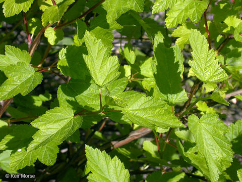 Imagem de Physocarpus capitatus (Pursh) Kuntze