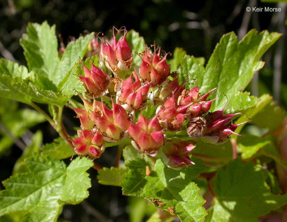 Plancia ëd Physocarpus capitatus (Pursh) Kuntze