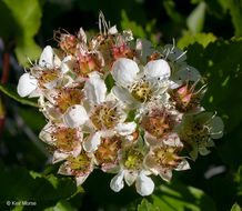 Слика од Physocarpus capitatus (Pursh) Kuntze