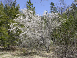 Image of Cherry Plum