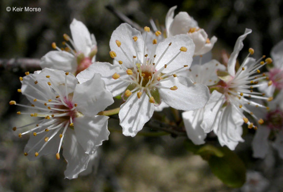 Image of Cherry Plum