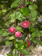 Image of Cherry Plum