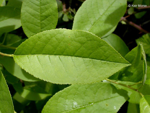 Prunus virginiana var. demissa (Nutt.) Torr. resmi