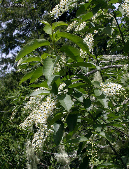 Plancia ëd Prunus virginiana var. demissa (Nutt.) Torr.