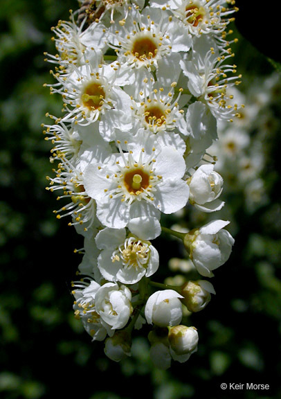 Imagem de Prunus virginiana var. demissa (Nutt.) Torr.