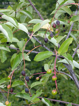 Imagem de Prunus virginiana var. demissa (Nutt.) Torr.